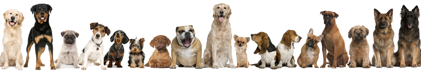 Dog breeds available at Shreeji's Kennel